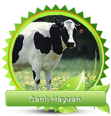 Canlı Hayvan
